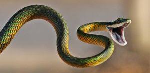 serpente